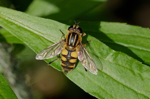 Woolly-tailed Marsh Fly