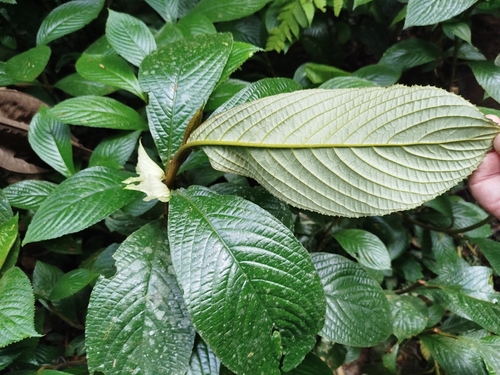 Cyrtandra cupulata