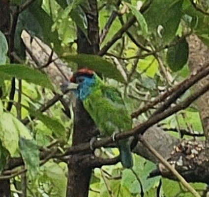 Blue-throated Barbet