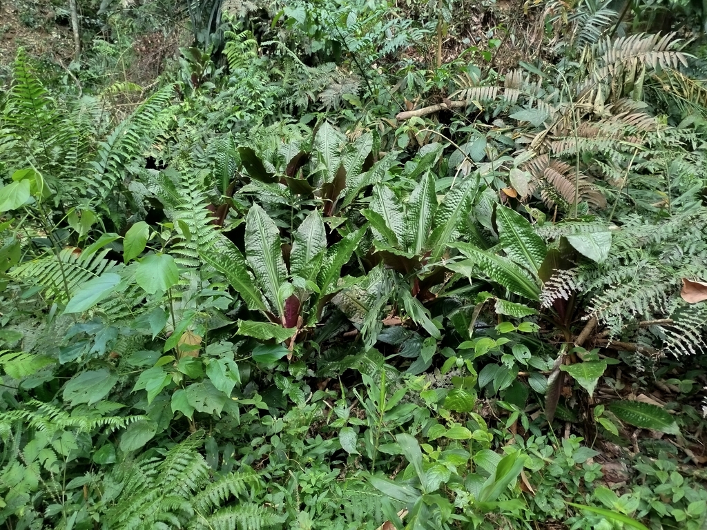 Amischotolype monosperma (Amischotolype monosperma)