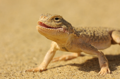 Secret Toadhead Agama