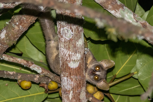 Angolan Dwarf Galago (Galagoides kumbirensis) — Near Threatened Mammalia