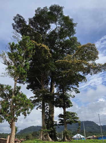 Kapok Tree