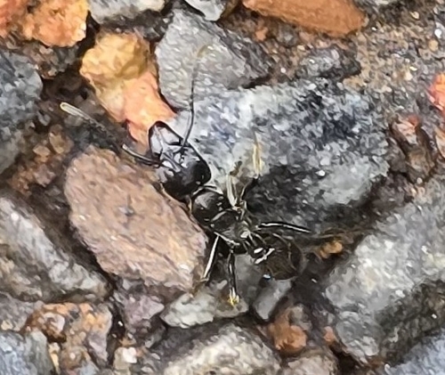 African stink ant
