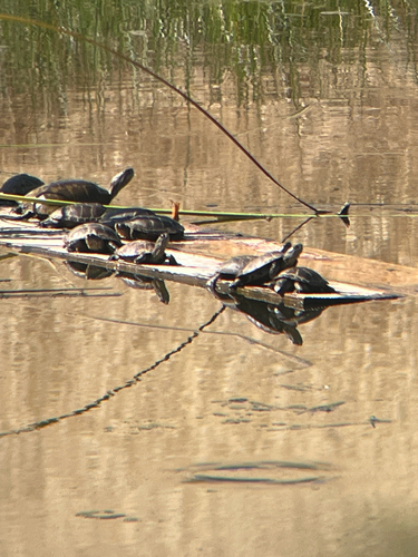 iNaturalist observation photo of Northwestern Pond Turtle