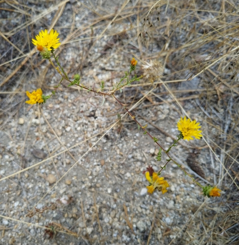 iNaturalist observation photo of Valley Lessingia