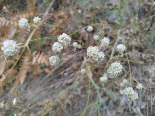 iNaturalist observation photo of Naked Buckwheat