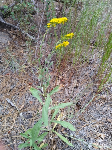 iNaturalist observation photo of velvety goldenrod
