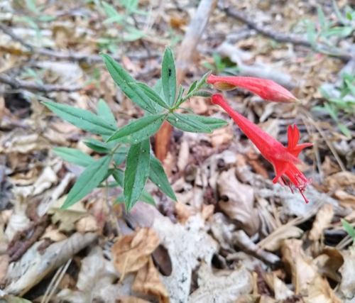 iNaturalist observation photo of California fuchsia