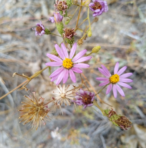 iNaturalist observation photo of California Aster