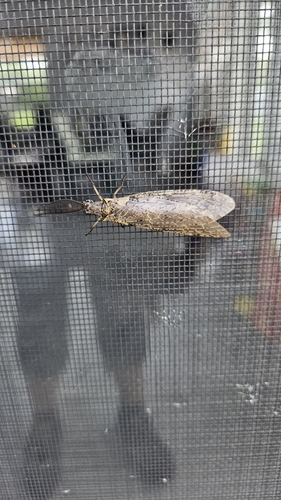 Spring Fishfly