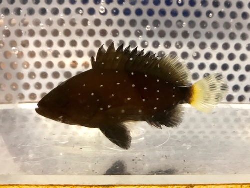 Snowy Grouper