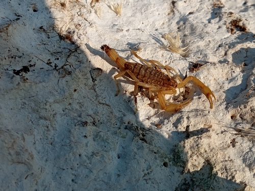 Mediterranean Checkered Scorpion