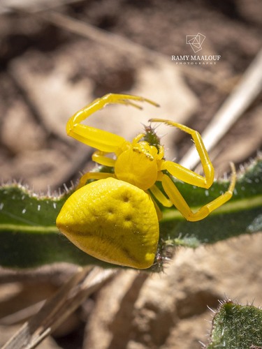 Heather crab spider