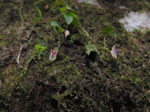 Lepanthes avis