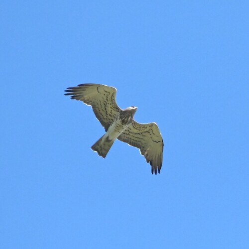 Short-toed Snake-Eagle