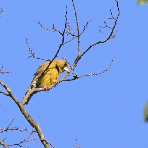 European Greenfinch