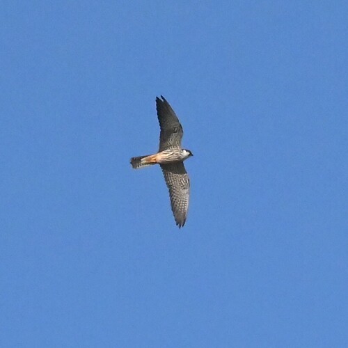 Eurasian Hobby