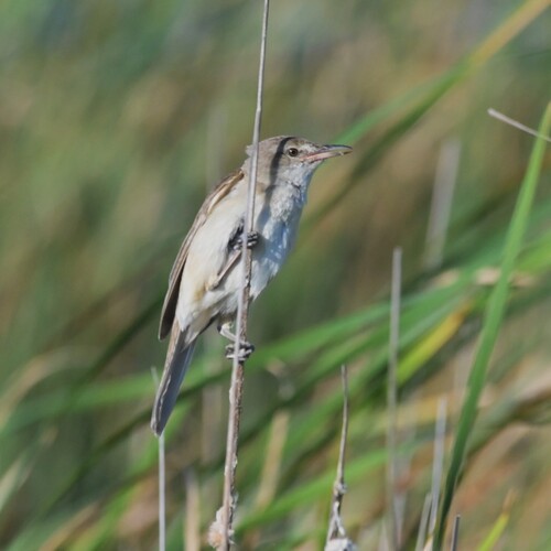 Great Reed Warbler
