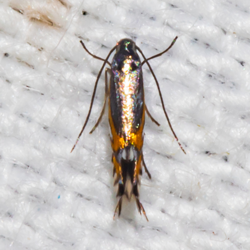 Phyllocnistis insignis