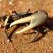 Fiddler Crabs - Photo (c) Gustavo Cristobal, all rights reserved, uploaded by Gustavo Cristobal