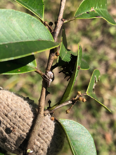 Oxyopes macroscelides