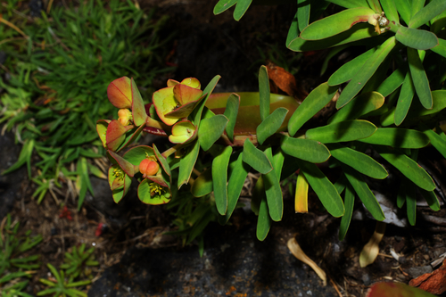 Euphorbia azorica Hochst.