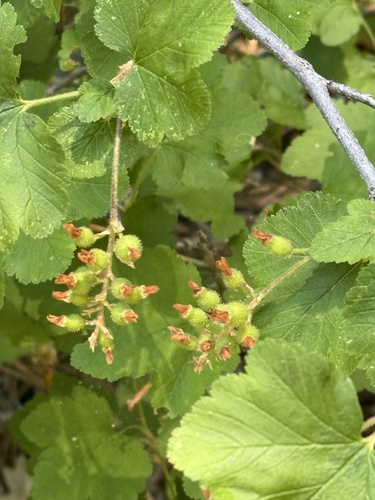 iNaturalist observation photo of mountain pink currant