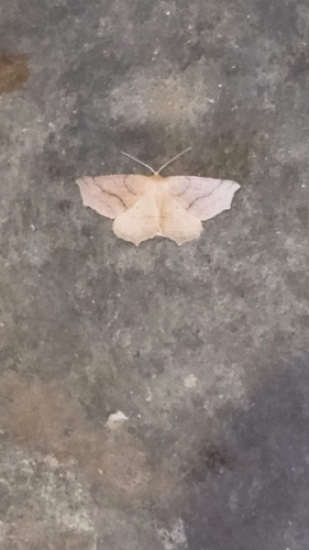 iNaturalist observation photo of Butterflies and Moths