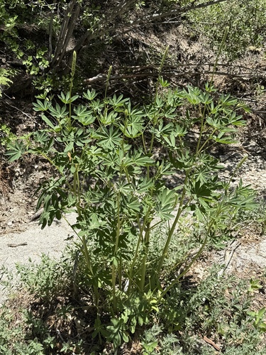 iNaturalist observation photo of lupines