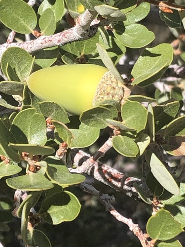 Muller's oak