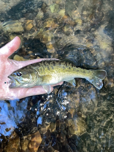 Redeye Bass
