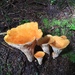 Scaly Chanterelle - Photo (c) Brickman Way, all rights reserved, uploaded by Brickman Way