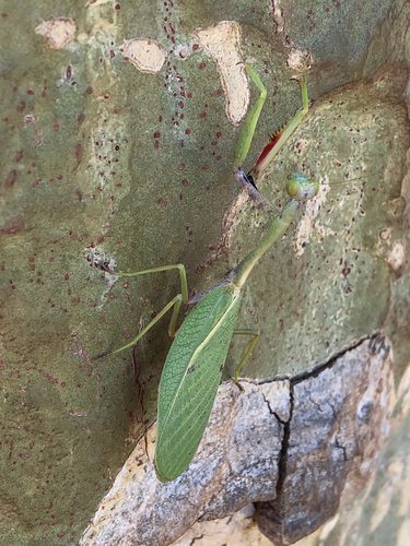 Parastagmatoptera unipunctata