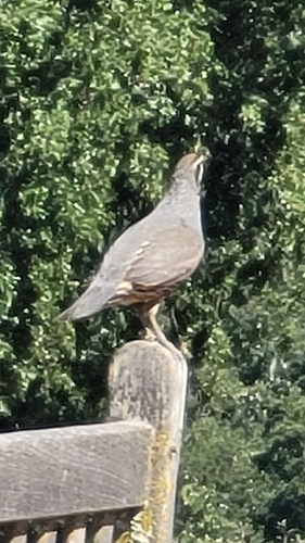 iNaturalist observation photo of California Quail