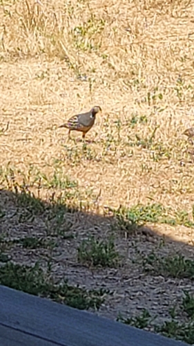 iNaturalist observation photo of California Quail