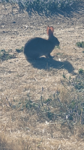 iNaturalist observation photo of Brush Rabbit