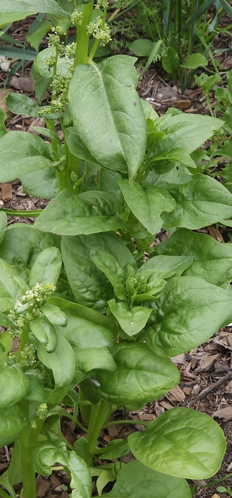 Spinacia oleracea
