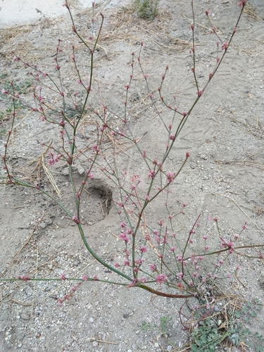 iNaturalist observation photo of Davidson's buckwheat
