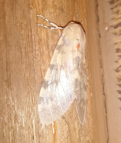 iNaturalist observation photo of Edwards' Glassy-wing