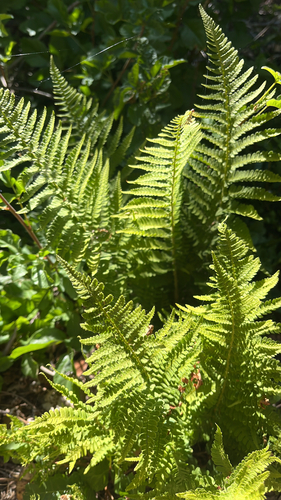 iNaturalist observation photo of coastal woodfern