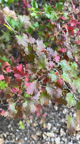 iNaturalist observation photo of hillside gooseberry