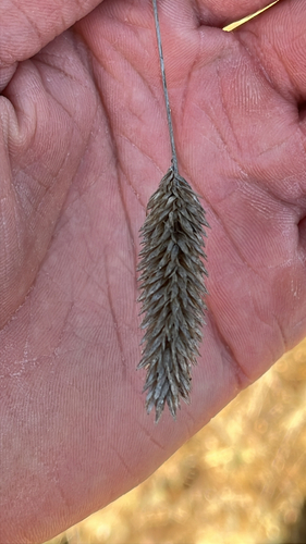 iNaturalist observation photo of harding grass