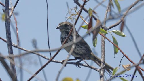iNaturalist observation photo of Song Sparrow