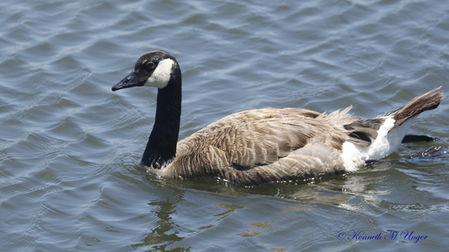iNaturalist observation photo of Canada Goose