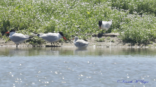 iNaturalist observation photo of Caspian Tern