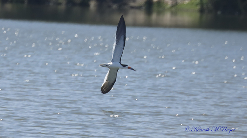 iNaturalist observation photo of Black Skimmer