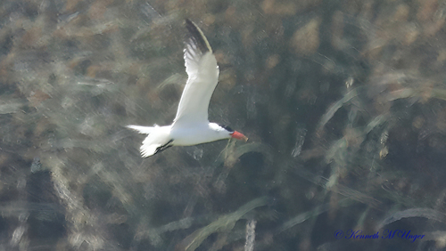 iNaturalist observation photo of Caspian Tern