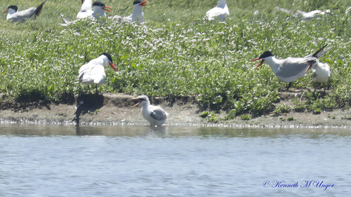 iNaturalist observation photo of Caspian Tern