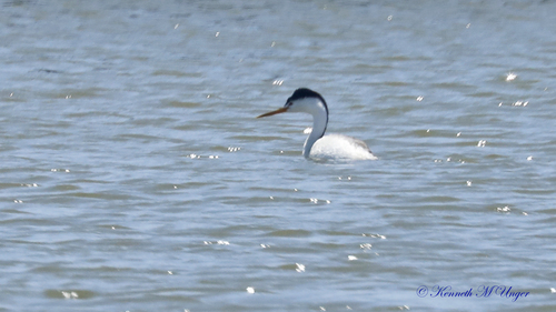 iNaturalist observation photo of Clark's Grebe